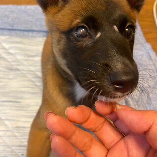 りんごちゃんの家族を探してます。