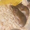 アフリカチビネズミ　男の子