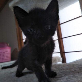 5週令の甘えん坊のくま君