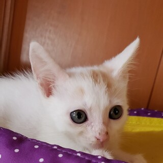 三毛のお兄ちゃんはる君です