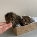 小さな2姉妹♡（募集停止中）