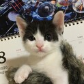 7月下旬生まれ　3匹の内の1匹③　他の仔も見てね！