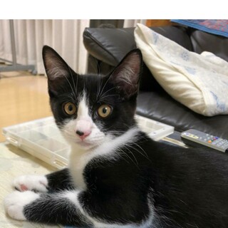 ハチワレ男子ぎんちゃんです