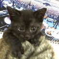 7月下旬生まれ　3匹の内の1匹②　他の仔も見てね！