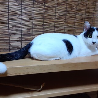 椎名林檎さん似の白黒美人猫　パンダちゃん♪