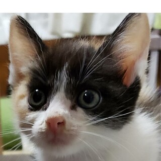 可愛い三毛の女の子うめです