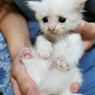 アメリカンカール系雑種♀