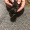 生後3日目の野良猫です
