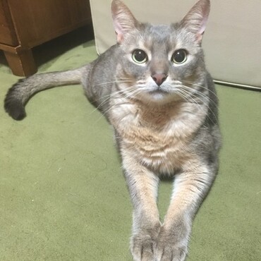 スフィンクス