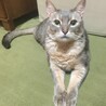 スフィンクス