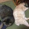 大きなぼた餅きな粉おはぎ