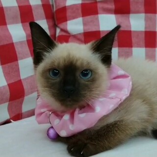 ビビりだけど甘えたいミラちゃん☆動画あります