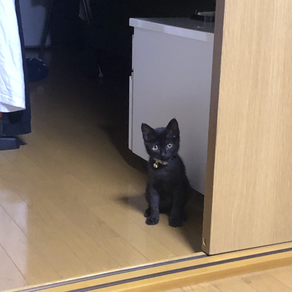 リアのカバー写真
