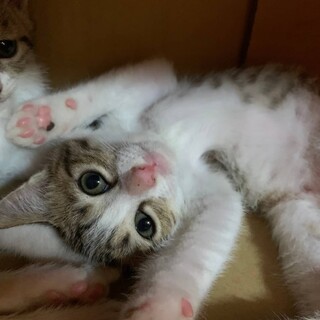 愛嬌いっぱい大人しいキジシロのロサちゃん