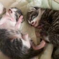 子猫の里親さん募集