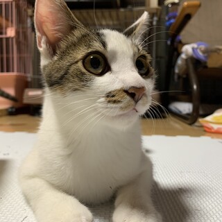 5か月齢 人懐こくて愛嬌たっぷり活発な男の子