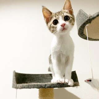 【募集一時休止】おてんば盛り『ポパちゃん』