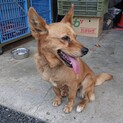 緊急‼︎雑種犬を助けて！！