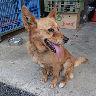 緊急‼︎雑種犬を助けて！！