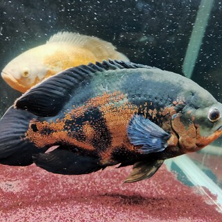 タイガーオスカー