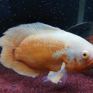 アルビノタイガーオスカー