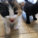 三毛の子猫(生後2週間くらい♀)1匹