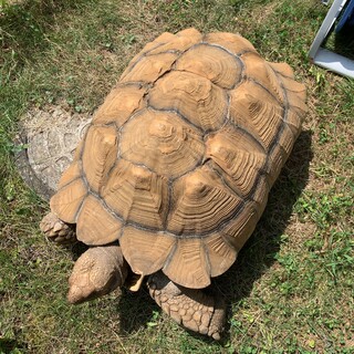 甲長50cmの元気なケヅメリクガメです。