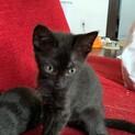 艶々黒猫のすってんすっくちゃん