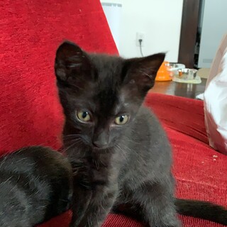 艶々黒猫のすってんすっくちゃん