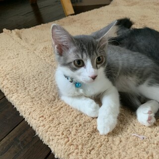 美猫白グレー可愛いせりちゃん