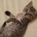 可愛いキジトラちゃん
