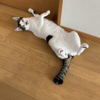 あやめ