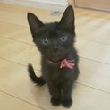 人懐こい小粒な黒猫ちゃん