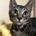 庭に現れた子猫