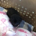 2020.8.19臍の緒がついた状態で保護