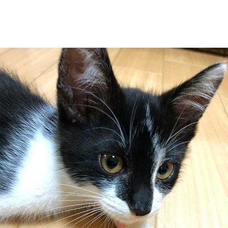 ぎんちゃんの兄弟がじゅまる