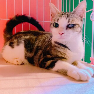 家族が出来ました♡推定2〜3歳スコ♀にゃーちゃ♡