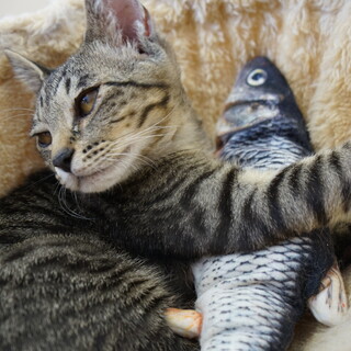 デレデレベタ甘のキジ男子(推定4ヶ月)