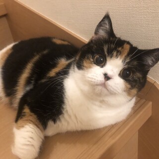 推定2～3歳のお目目クリクリ甘えん坊なルナちゃん