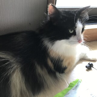 ノルウェージャン　ミケ女の子