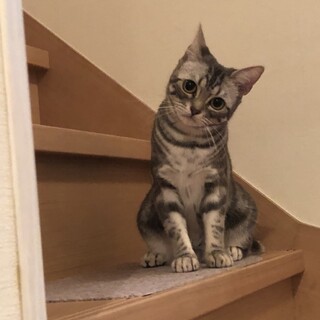 ｱﾒｼｮ美人ニナちゃん