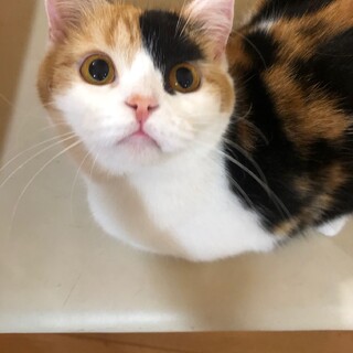 推定3歳の美人ニキちゃん