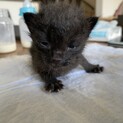 乳のみ子　子猫　里親募集