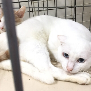 SOSとっても綺麗なブルーアイホワイト君