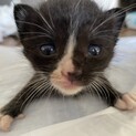 乳のみ子　子猫　里親募集