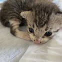乳のみ子　子猫　里親募集
