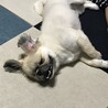 らんころもち