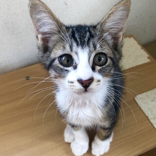 募集停止イケニャンキジ白男子★なると