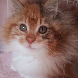 新たなご家族ができ＆他の子もご縁を頂きました♪