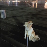 キャリー